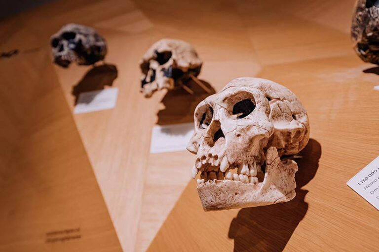 Researchers were able to determine the nature of the Iberomaurusians' diet by analysing the bones and teeth. Photo © EdNurg via Adobe Stock