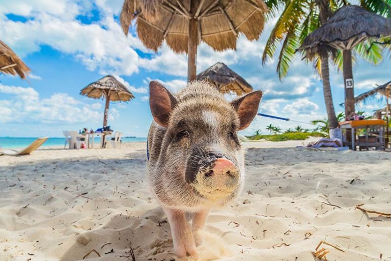 Don't get bogged down in hypotheticals. You'll never be on a desert island with only a pig for company, so why worry about what you would do if you did? Photo © Irina via Adobe Stock