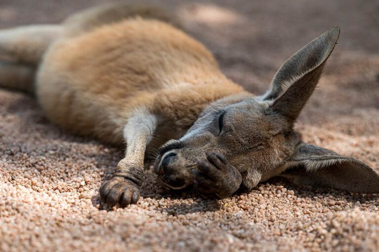 Despite The Code setting out guidelines for 'humane killing', kangaroos are often subjected to prolonged, painful deaths. Photo © imphilip via Adobe Stock