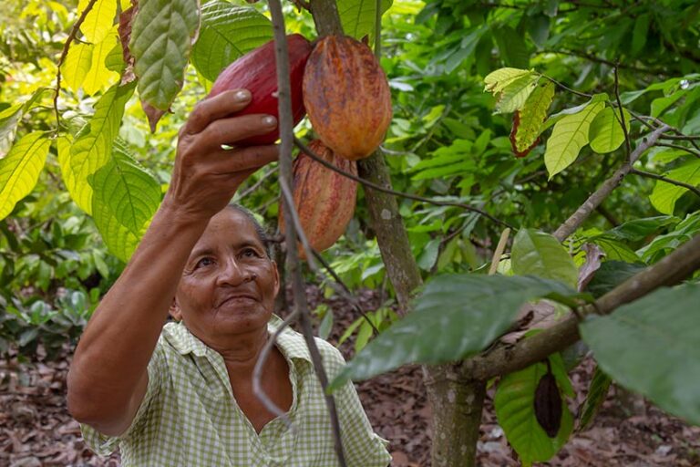 Buying Fairtrade cocoa products helps ensure growers get fair treatment. Photo © ampueroleonardo via Getty Images