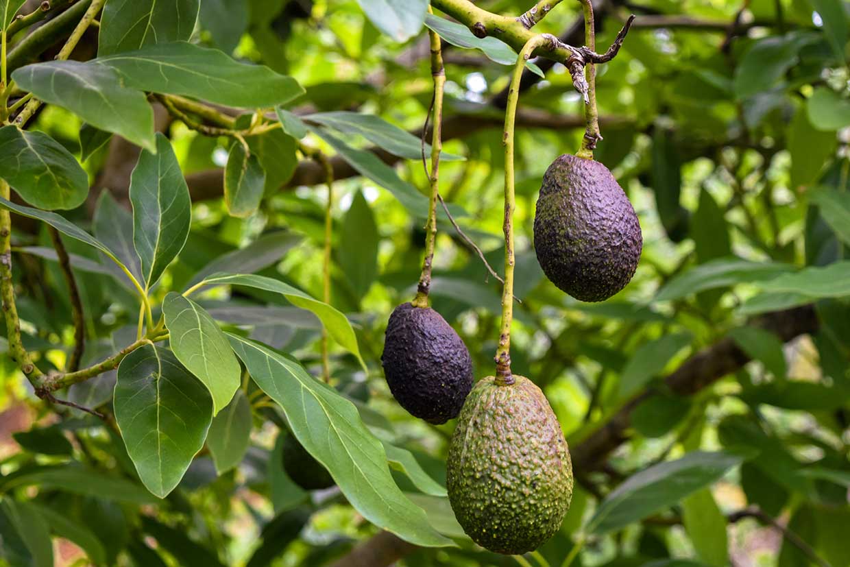 Are avocados vegan? We investigate the truth behind the myth