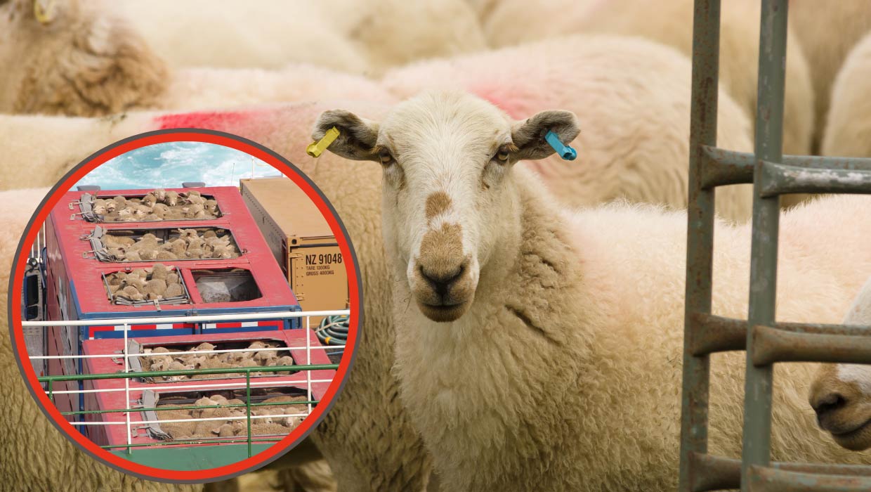 Australia to end live export of sheep following decades of campaigning by animal rights activists