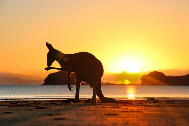 The kangaroo is a beloved symbol of Australia, but in reality they're treatment is anything but reverent. Photo © Jeroen via Adobe Stock