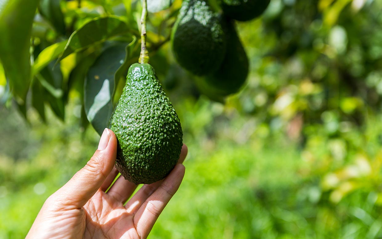 Climate change could lead to major shortage of avocados, according to new research