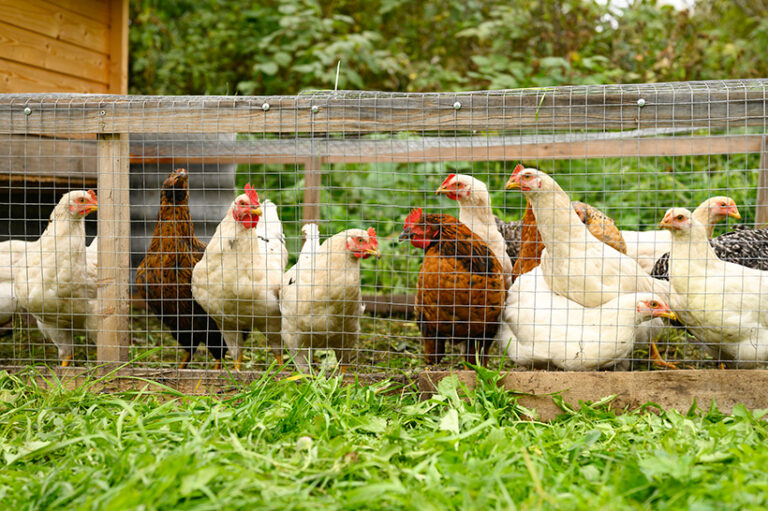 Even the most well-cared for backyard hens are at risk of being exploited for their eggs. Photo © Ksenia Shestakova via Getty Images