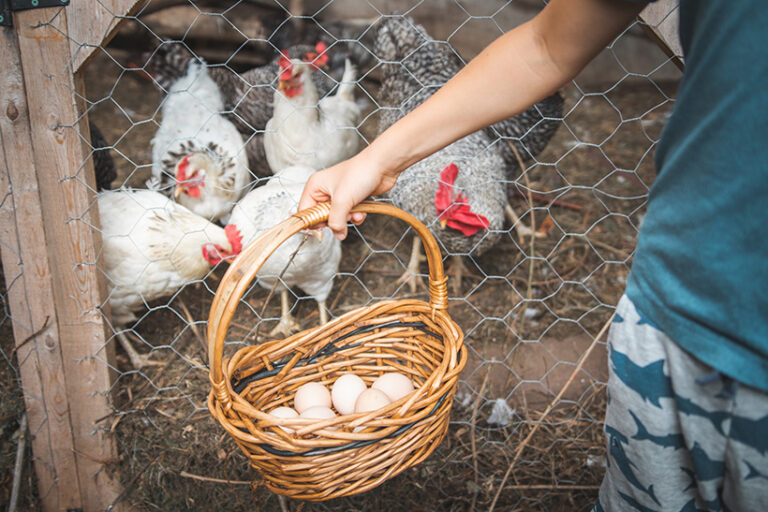 Even small-scale organic, or backyard hens are not free from suffering. Photo © Jordan via Adobe Stocl