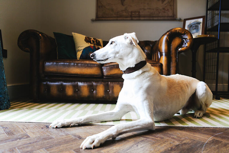 Our furry friends can stay for free at this dog-friendly hotel. Photo © Beck Hall