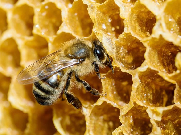 Vegans do not eat honey because it's an animal product taken from bees who use it as their main source of energy. Photo © Soteavy Som/EyeEm via Getty Images