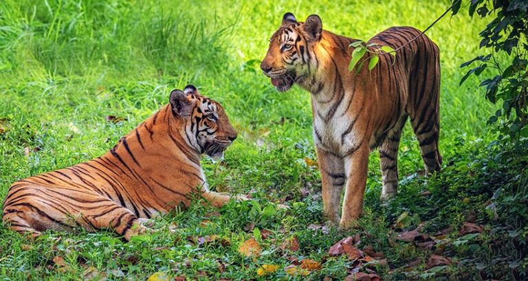 Truly ethical sanctuaries take care to maintain the physical and emotional health of its animals by ensuring their natural habitat is replicated as closely as possible, minimising interactions with tourists. Photo © Roop Dey via Adobe Stock