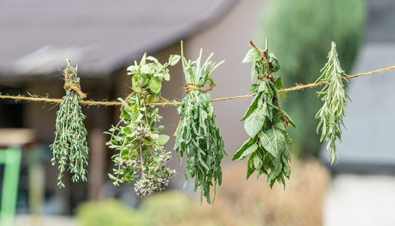 Hang herbs to dry them before crushing and placing into a jar. Or, simply freeze them. Photo © volff via Adobe Stock