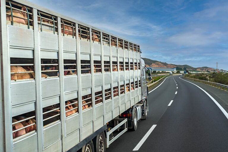 The anticipated ban on live exports would put a stop to the long, arduous journey taken by animals crowded into livestock transportation vehicles like this one. Photo © M. Perfectti via adobe Stock