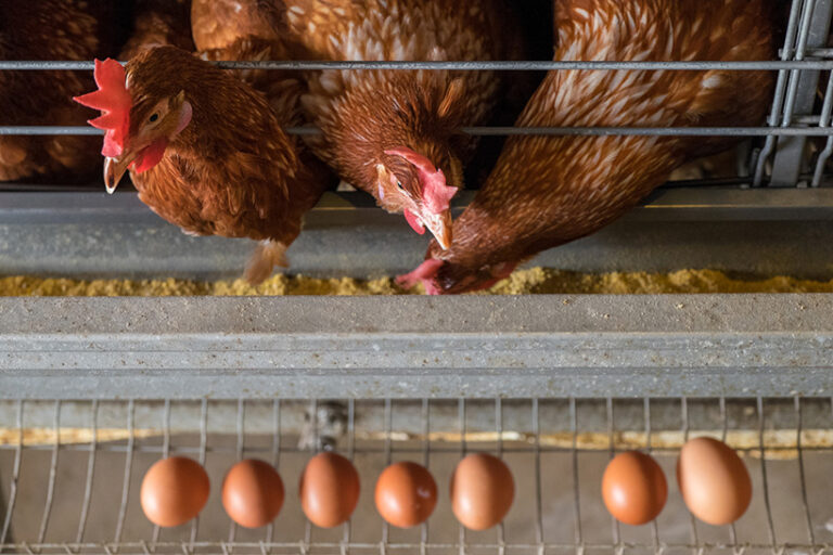 While some may argue the existence of more ethical eggs, the overarching consensus is that eggs still have no place in a vegan lifestyle. Photo © Edwin Tan via Getty Images