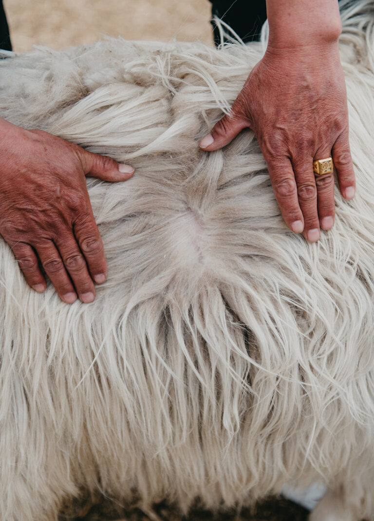 This goat's thick fur is being inspected before shearing. Photo © ITR Visuals via Getty images