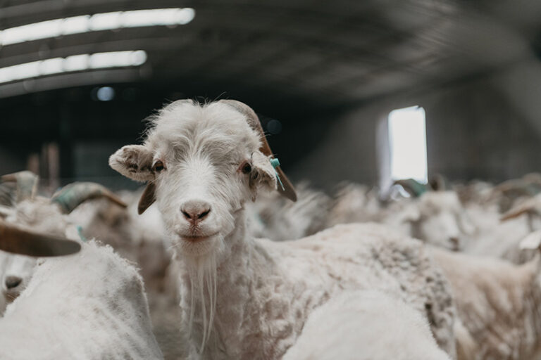 Cashmere goats' 'luxurious' fur is soft and warm to protect them from the elements. Photo © ITR Visuals via Getty Images