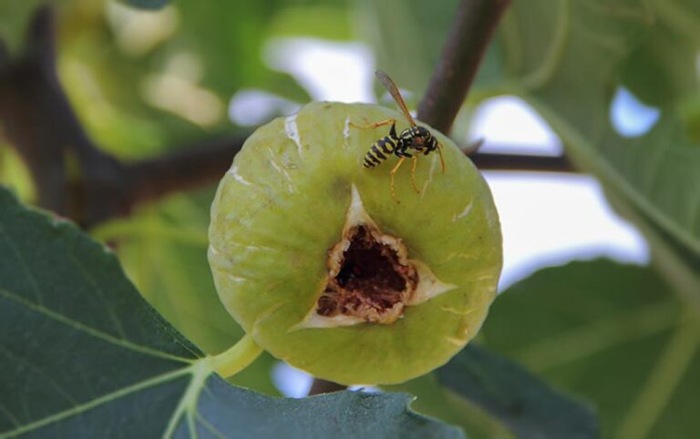 Figs rely on Chalcid wasps to pollinate them, but because figs start off as an inverted flower, the wasp must crawl inside in order to pollinate them. Photo © Bascar via Adobe Stock