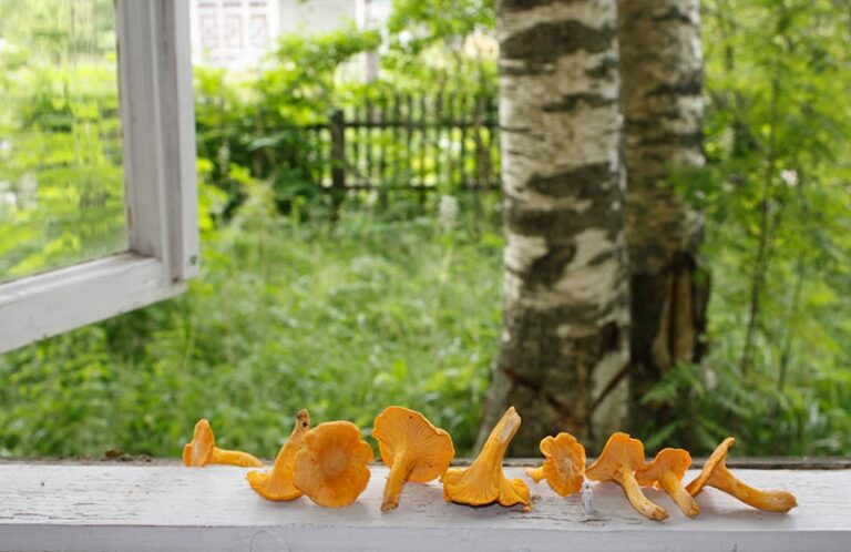  To boost their vitamin D levels, leave your mushrooms on a sunny windowsill before consuming. Mushrooms contain a chemical called ergosterol that reacts with UV rays to generate more vitamin D. Photo © lenalir via Getty Images