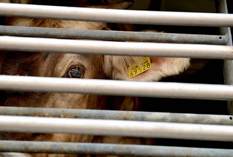 Exported animals, including young calves separated from their mothers, undergo harrowing journeys out of the UK. Photo © ocphoto via Adobe Stock