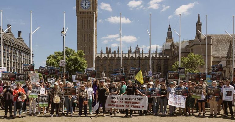 After decades of campaigning against live transport, change could finally be around the corner in the UK. Photo © Compassion in World Farming