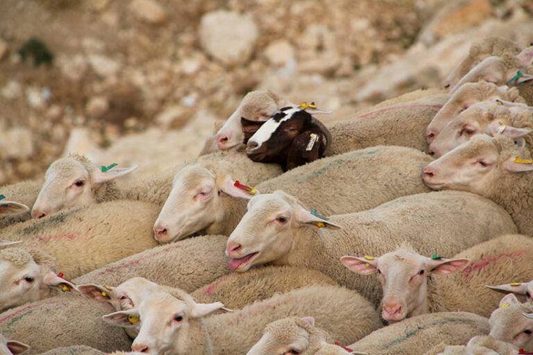 Animals endure horrific conditions in the live export industry. Photo © gidon via Adobe Stock