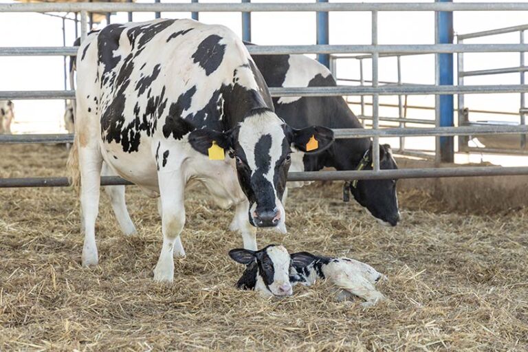 Informing loved ones of the plight of cows forms a strong argument against both meat and dairy. Photo © Clint Austin via Adobe Stock