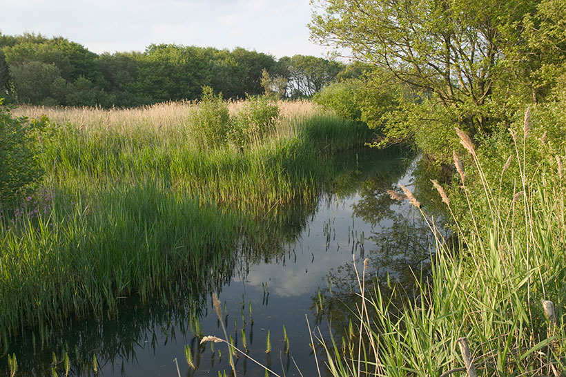 Dawlish Warren nature reserve