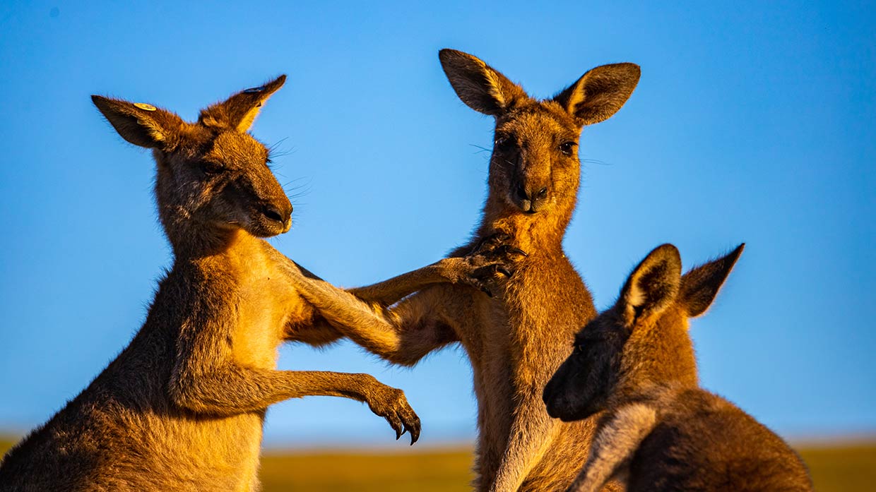 Is the kangaroo cull necessary? Why Australia’s symbolic creatures are under fire – and how activists are fighting back