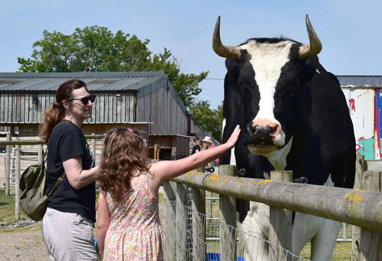 Supporters meet Elton the bull, one of the biggest animals at Coppershell. Photo © Coppershell Animal Rescue via Facebook