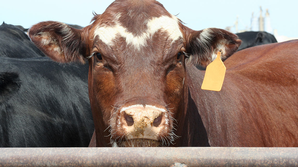 Factory farms are responsible for £8bn of climate disaster damage in the Global South, says new research