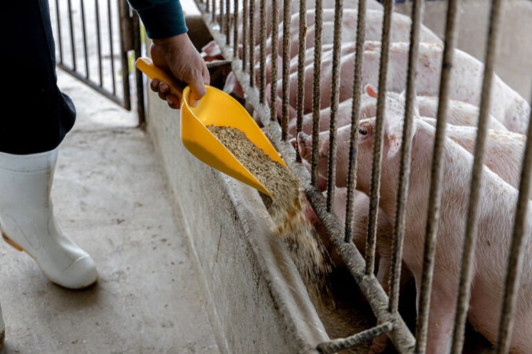 Nearly 80% per cent of the world’s soya production is fed to livestock, and only around six per cent of the beans are eaten directly as whole beans or in soy products like tofu, soy milk and soy sauce.Photo © tuaindeed via Adobe Stock