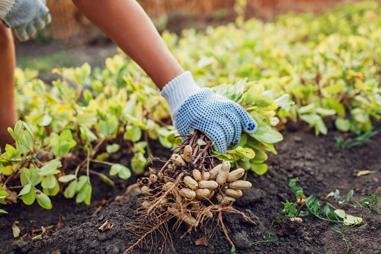 Peanuts grown in hot and humid climates tend to contain higher levels of aflatoxins. Photo © Maryviolet via Getty Images