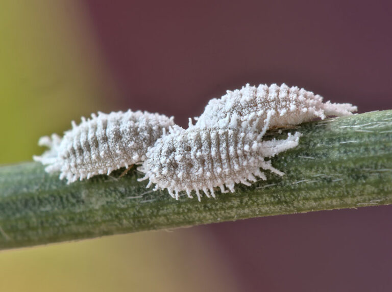 Carmine or cochineal is a bright red dye extracted from crushed dactylopius coccus beetles. Photo © Miguel via Adobe Stock