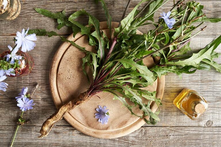 Fresh chicory root is used to make a healthy sugar alternative, while the roasted roots can be made to make a coffee substitute - a versatile plant! Photo © Madeleine Steinbach via Adobe Stock