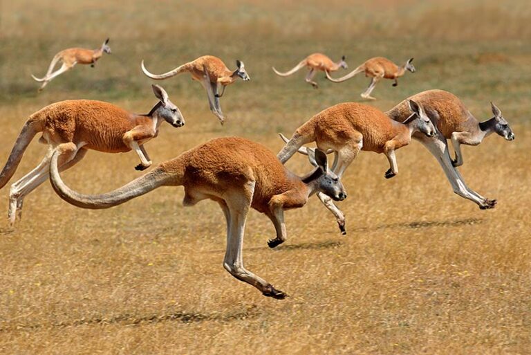 Some consider kangaroos to be a pest, but that's not the only driving factor behind the kangaroo cull. Photo © slowmotiongli via Adobe Stock