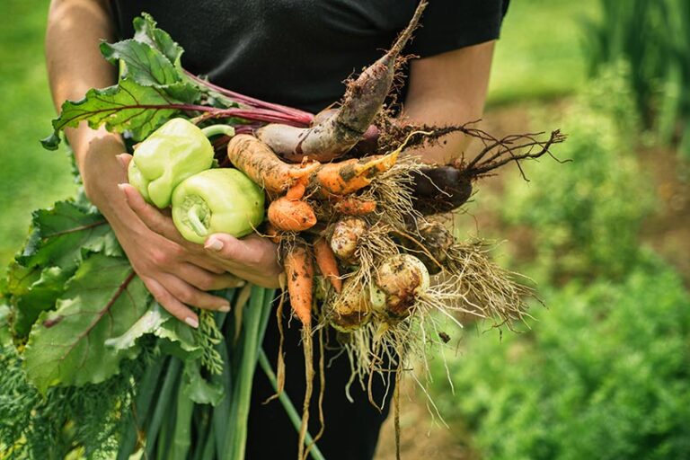 Researchers found plant-based diets caused 75 percent less greenhouse gas emissions, slashed wildlife destruction by a staggering 66 percent, and water usage by 54 percent. Photo © Viktor Pravdica via Adobe Stock