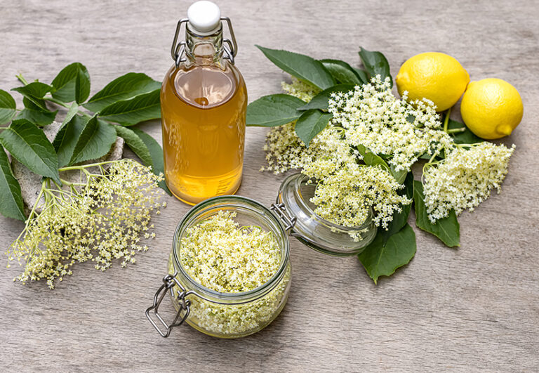 Elderflower is abundant in summer, and makes a refreshing cordial to enjoy all year. Photo © Jane Vershinin via Adobe Stock