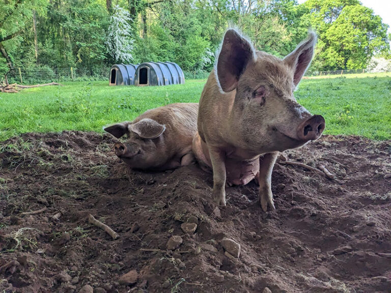 Kit and Jesse enjoy the mud at the sanctuary. Photo © Dean Farm Trust via Facebook