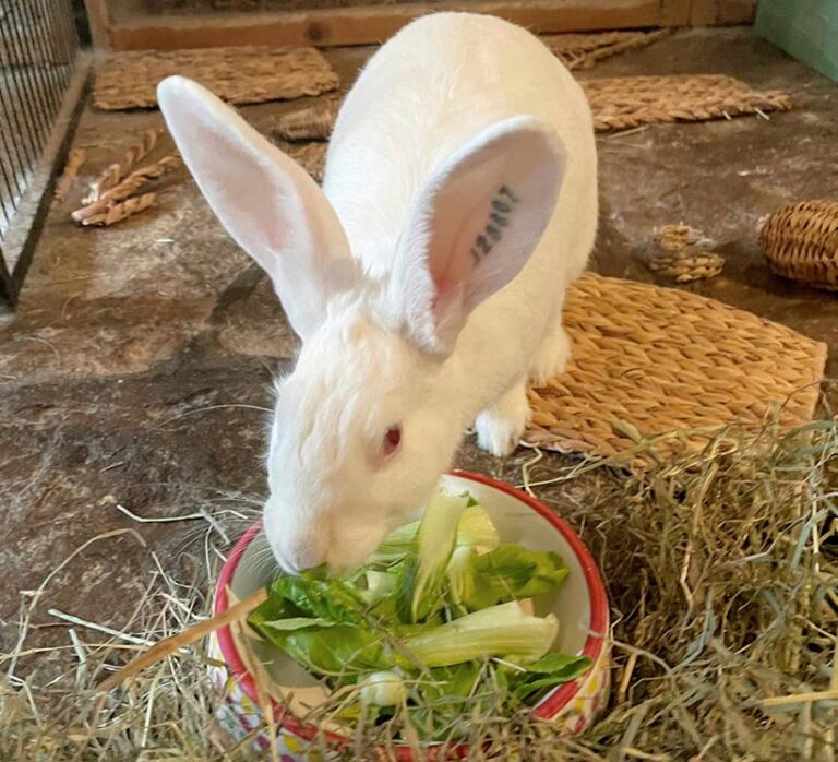 Madame Celeste, a rabbit rescued from a laboratory, enjoys a tasty treat at Sunlight Sanctuary. Photo © Sunlight Sanctuary via Facebook