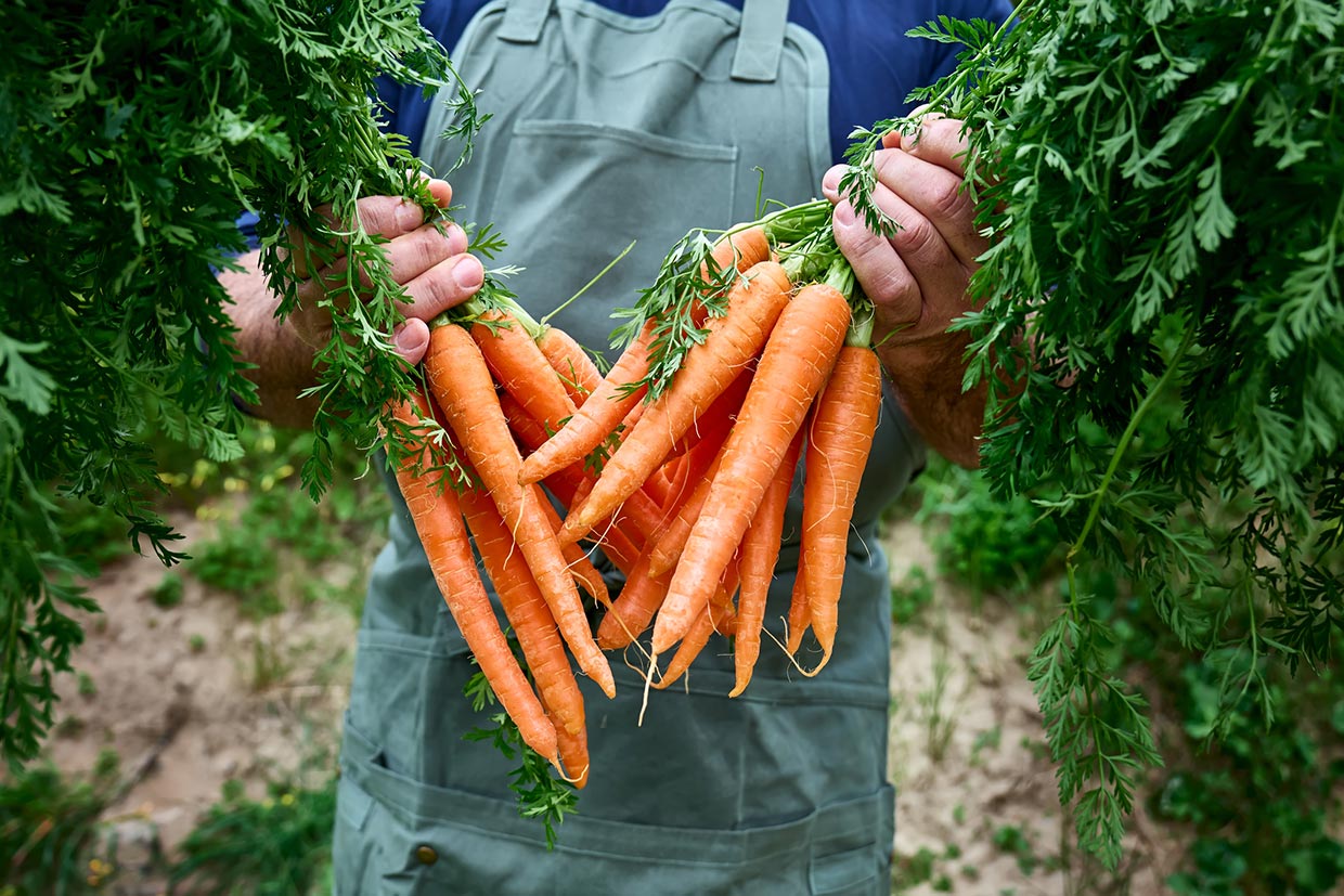 Discover the surprising health benefits of carrots – beyond helping you see in the dark