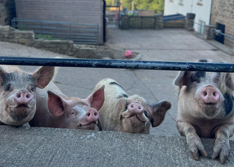 Some of Millington's resident pigs eagerly await their human friends. Photo © Millington's Magical Barn via Facebook