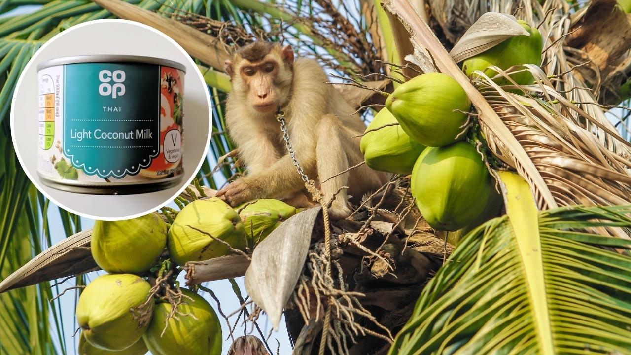 Co-op ditches Thai coconut milk after damning exposé reveals monkeys being used for ‘slave labour’