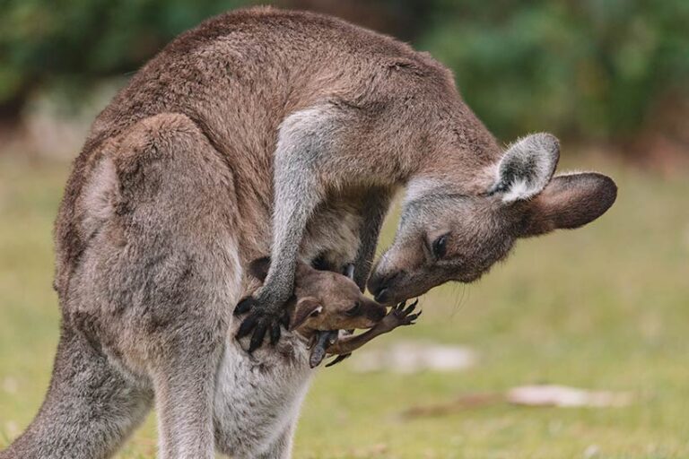 Unimaginable cruelty is visited upon young kangaroos, despite the cull mainly targeting adults. Photo © Brayden via Adobe Stock