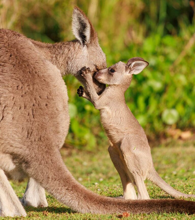 Mother kangaroos often have their young close by. Photo © Brock Cook/Wirestock Creators via Adobe Stock