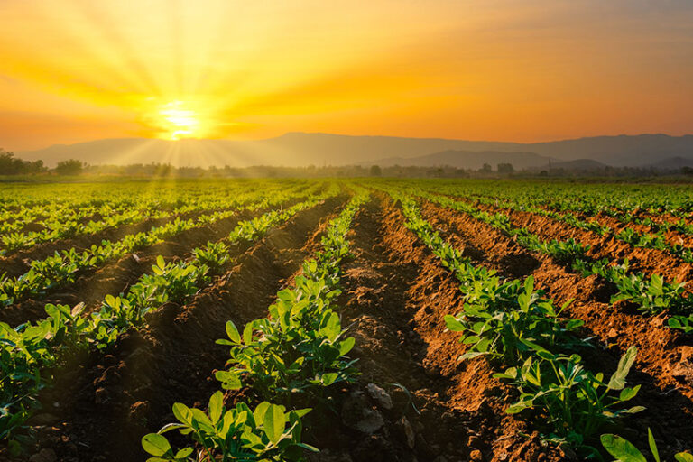 Peanut farming can be done with low environmental impact, but peanuts are always imported into cooler countries. Photo © lamyai via Getty Images