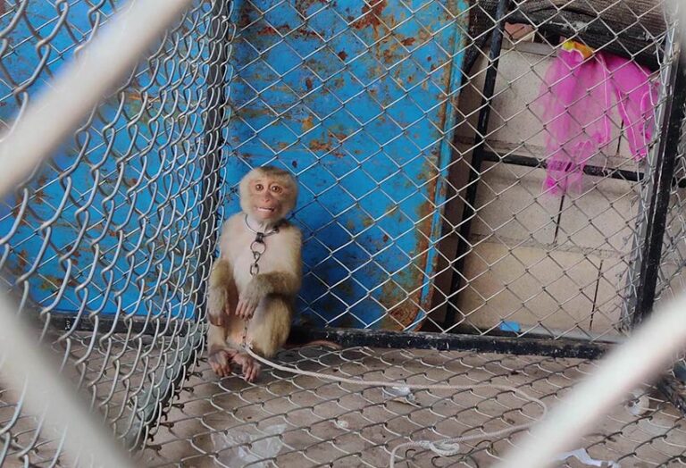 PETA found that young monkeys, even endangered species, are kidnapped from the wild to be used by the coconut milk industry. Photo © PA (PETA Asia) 