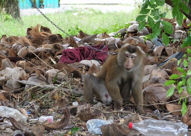 PETA Asia's investigation brought to light the plight of monkeys used in the Thai coconut industry. Photo © PA (PETA Asia) 