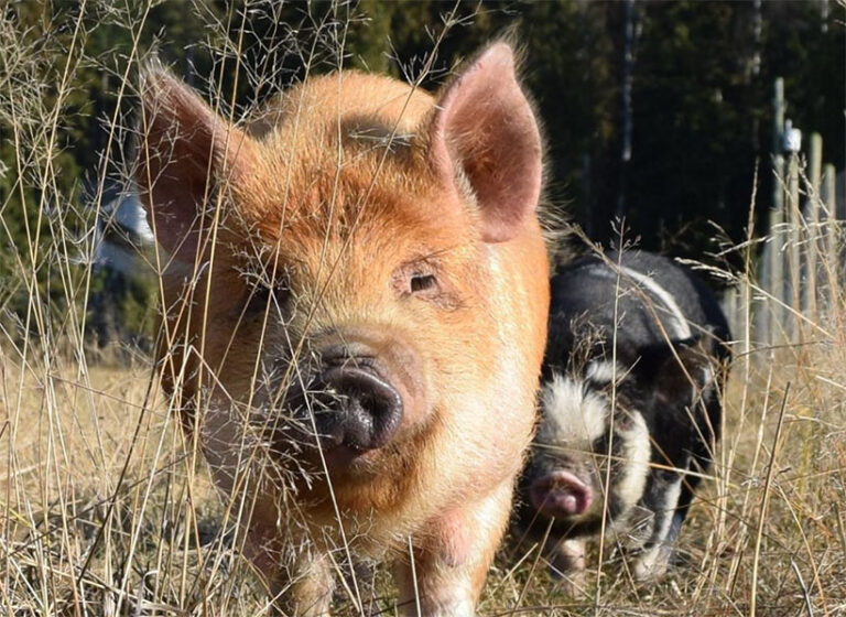 Harry and Eddy are just two of the many residents of Piece of Heaven Vegan Project. Photo courtesy of @pieceofheavenproject via Instagram