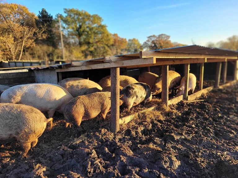 The pigs of Tower Hill Stables enjoy a newly extended house. Photo © Tower Hill Stables Animal Sanctuary via Facebook