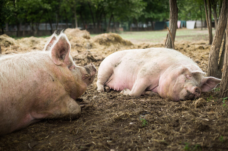 Animal sanctuaries do great work for rescued farmed animals. Photo © ledmark31 via Adobe Stock