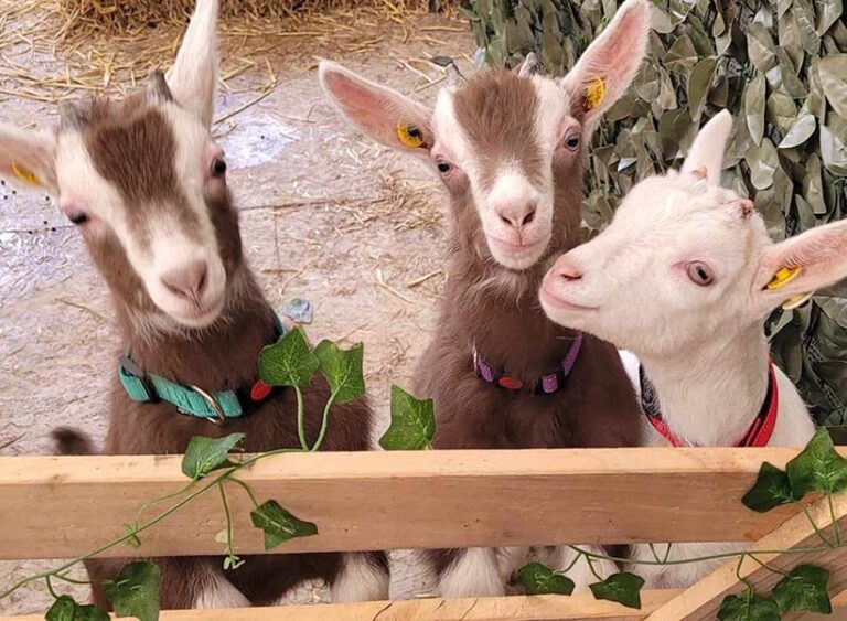 Ronnie, Reggie, and Charlie are among the charming characters visitors can meet at Nunny's. Photo © Nunny's Farm