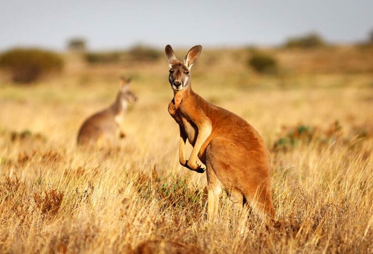 The kangaroo undermines natural selection, wiping out the largest, strongest individuals. Photo © Luke via Adobe Stock